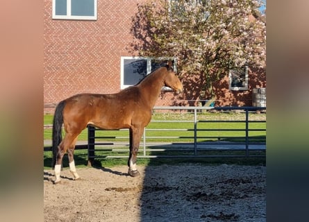 Tysk sporthäst, Valack, 17 år, 175 cm, Brun