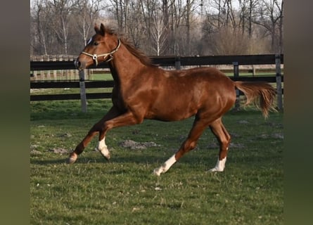 Tysk sporthäst, Valack, 2 år, 160 cm, fux