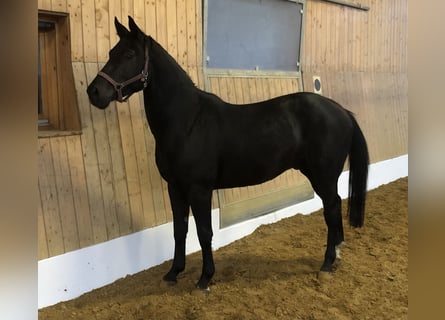 Tysk sporthäst, Valack, 3 år, 164 cm, Svart