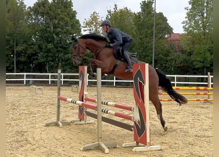 Deutsches Sportpferd, Wallach, 4 Jahre, 163 cm, Brauner