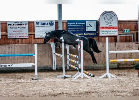 Tysk sporthäst, Valack, 4 år, 165 cm, Grå-mörk-brun