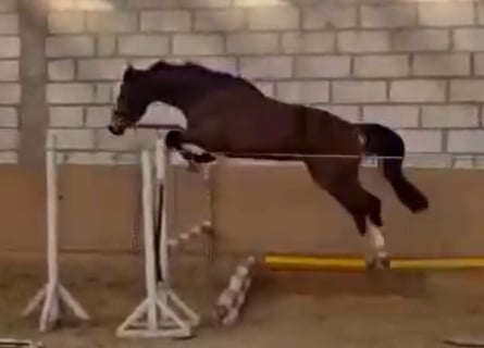 Tysk sporthäst, Valack, 4 år, 166 cm, Brun