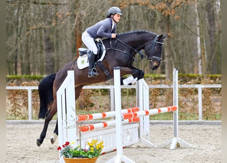 Tysk sporthäst, Valack, 4 år, 166 cm, Rökfärgad svart