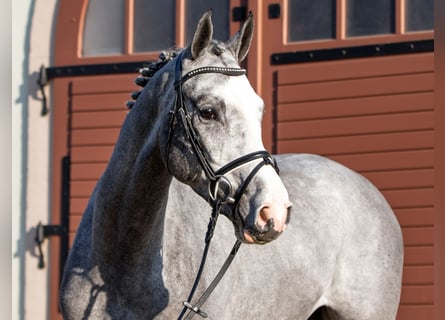 Tysk sporthäst, Valack, 4 år, 167 cm, Grå