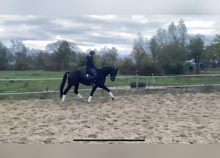 Tysk sporthäst, Valack, 4 år, 167 cm, Mörkbrun