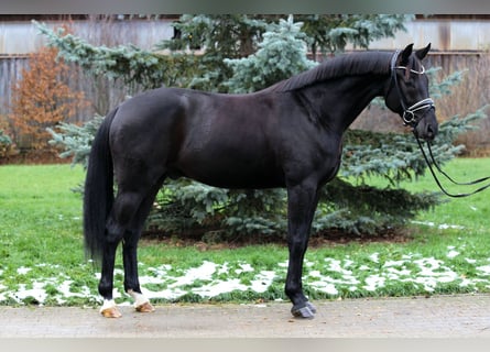 Tysk sporthäst, Valack, 4 år, 167 cm, Rökfärgad svart