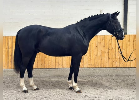 Tysk sporthäst, Valack, 4 år, 167 cm, Svart