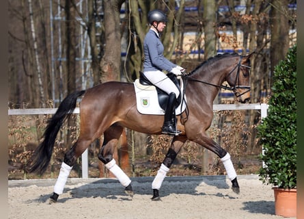Tysk sporthäst, Valack, 4 år, 168 cm, Brun