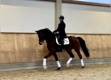 Tysk sporthäst, Valack, 4 år, 170 cm, Brun