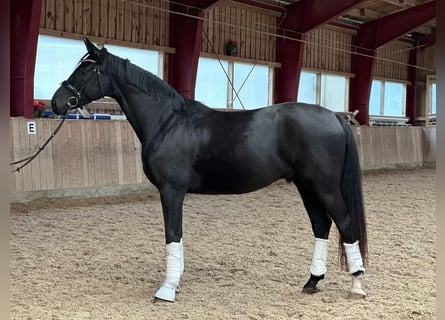 Tysk sporthäst, Valack, 4 år, 172 cm, Svart
