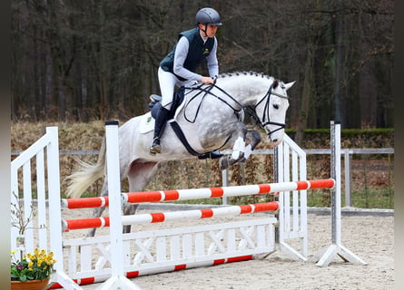 Tysk sporthäst, Valack, 4 år, 173 cm, Grå