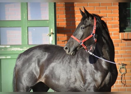 Tysk sporthäst, Valack, 4 år, 174 cm, Svart