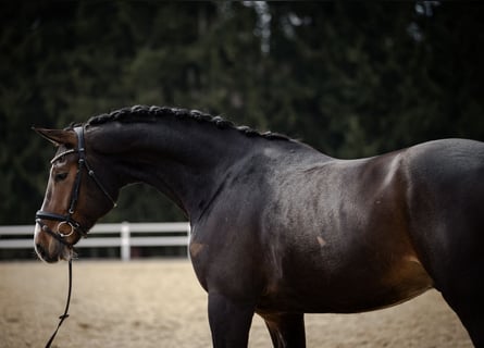 Tysk sporthäst, Valack, 4 år, 175 cm, Brun