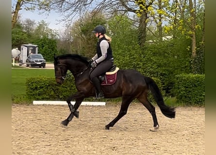 Tysk sporthäst, Valack, 5 år, 166 cm, Rökfärgad svart