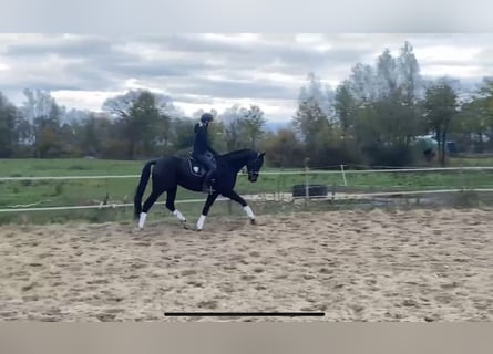 Tysk sporthäst, Valack, 5 år, 167 cm, Mörkbrun