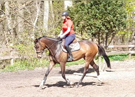 Tysk sporthäst, Valack, 5 år, 168 cm, Mörkbrun