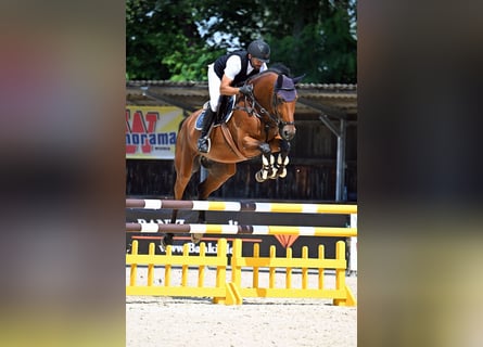 Deutsches Sportpferd, Wallach, 5 Jahre, 170 cm, Brauner