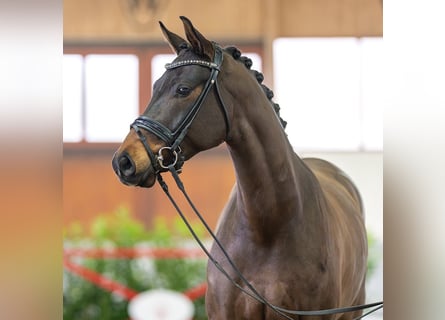 Tysk sporthäst, Valack, 6 år, 165 cm, Mörkbrun