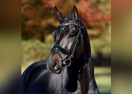 Tysk sporthäst, Valack, 6 år, 165 cm, Rökfärgad svart