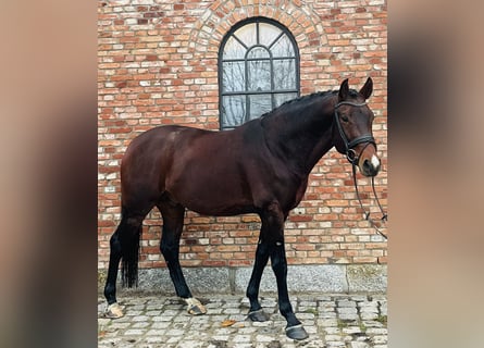 Tysk sporthäst, Valack, 6 år, 168 cm, Brun
