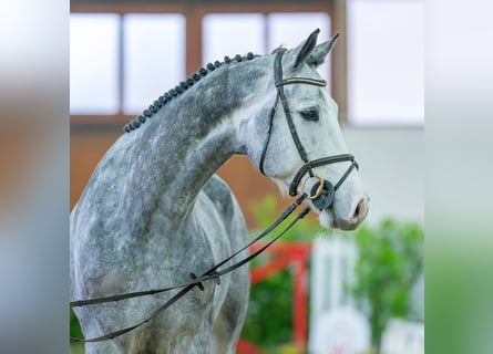 Tysk sporthäst, Valack, 6 år, 171 cm, Grå