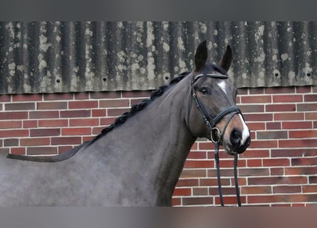 Tysk sporthäst, Valack, 8 år, 168 cm, Mörkbrun
