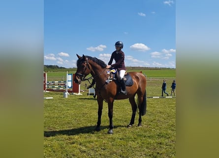 Tysk sporthäst, Valack, 8 år, 173 cm, Brun