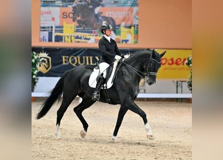 Tysk sporthäst, Valack, 8 år, 174 cm, Svart