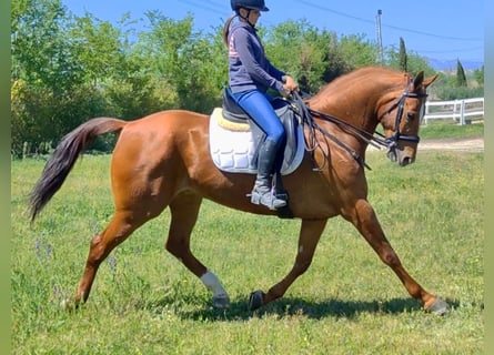 Tysk sporthäst, Valack, 9 år, 166 cm, fux