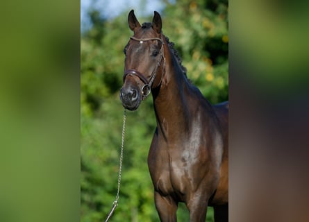 Tysk sporthäst, Valack, 9 år, 175 cm, Mörkbrun