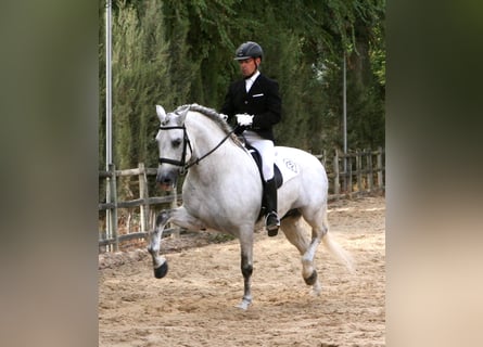 PRE, Stallone, 18 Anni, 166 cm, Grigio