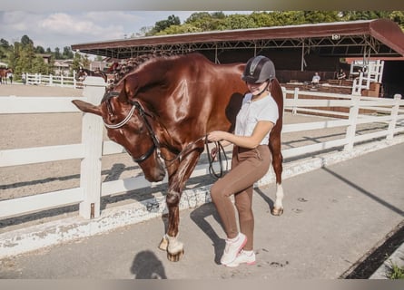 Ucraino / Ucraino da Sella, Giumenta, 13 Anni, 173 cm, Red dun