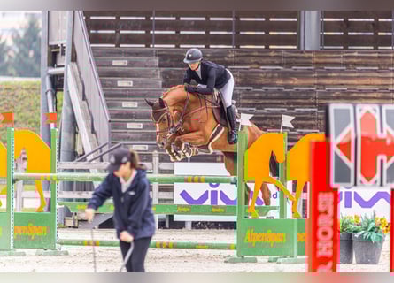 Ucraino / Ucraino da Sella, Giumenta, 10 Anni, 165 cm, Sauro