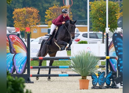 Ucraino / Ucraino da Sella, Giumenta, 7 Anni, 164 cm, Baio scuro