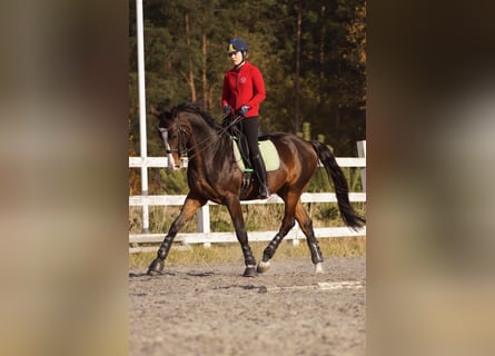 Ucraniano, Caballo castrado, 15 años, Castaño rojizo