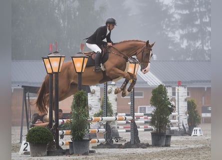 Ucraniano, Caballo castrado, 4 años, 172 cm, Alazán-tostado