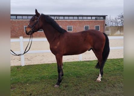 Ucraniano, Caballo castrado, 6 años, 150 cm, Castaño