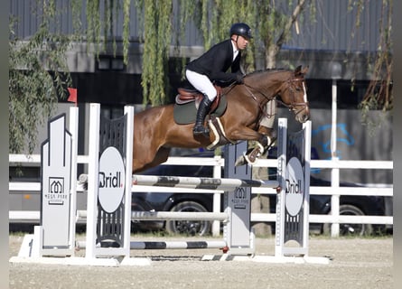 Ucraniano, Caballo castrado, 6 años, 156 cm, Castaño rojizo