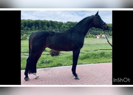 Ucraniano, Caballo castrado, 7 años, 164 cm