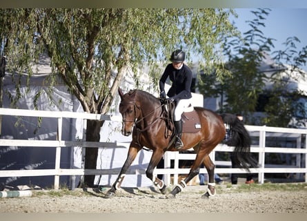 Ucraniano, Yegua, 7 años, 163 cm, Castaño oscuro