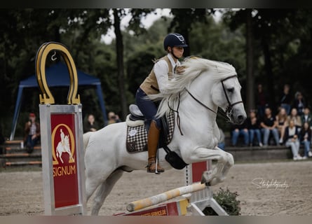 Caballo camargués, Semental, 18 años, 147 cm, Tordo