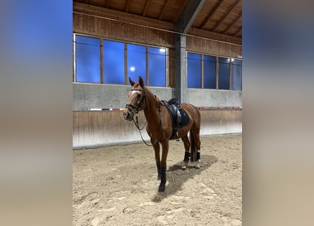 Ukrainer, Wallach, 14 Jahre, 165 cm, Fuchs