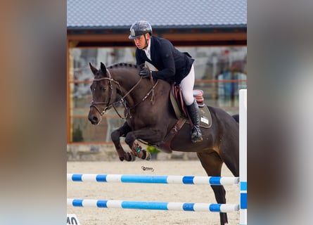 Ukrainer, Wallach, 6 Jahre, 163 cm, Dunkelbrauner Ukrainer, Wallach, 6 Jahre, 163 cm, Dunkelbrauner