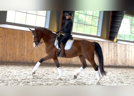 Ukrainer, Wallach, 7 Jahre, 165 cm, Rotbrauner