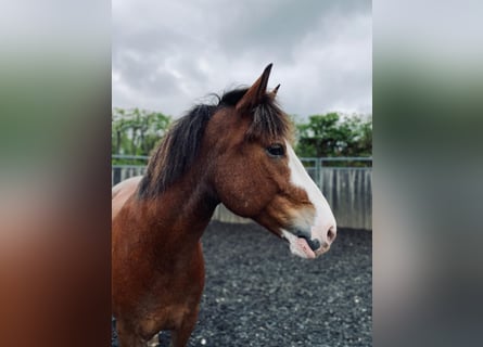 Ukrainian Riding Horse, Gelding, 12 years, 15,3 hh, Brown