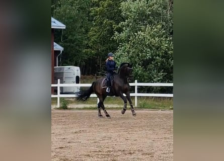 Ukrainer, Wallach, 12 Jahre, 17 hh, Dunkelbrauner