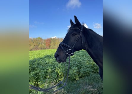 Ukrainian Riding Horse, Gelding, 14 years, 16 hh, Black