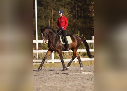 Ukrainian Riding Horse, Gelding, 15 years, Bay
