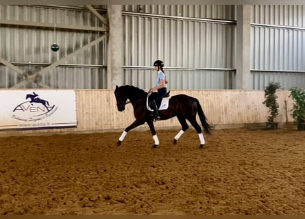 Ukrainian Riding Horse, Gelding, 15 years, Black
