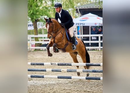 Ukrainian Riding Horse, Gelding, 5 years, 15,1 hh, Bay